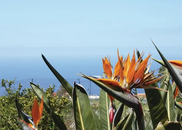 Casa Pinos * Icod De Los Vinos